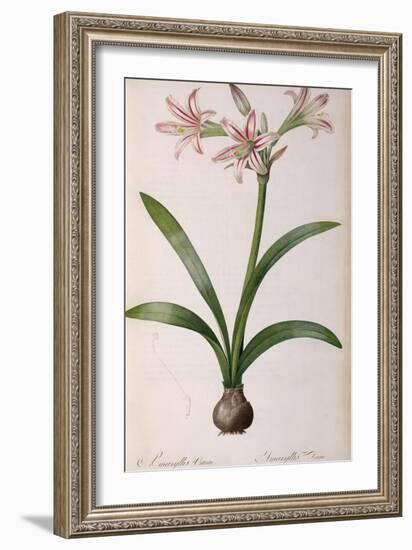 Amaryllis Vittata, from Les Liliacees Amaryllisees-Pierre-Joseph Redouté-Framed Giclee Print