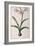 Amaryllis Vittata, from Les Liliacees Amaryllisees-Pierre-Joseph Redouté-Framed Giclee Print