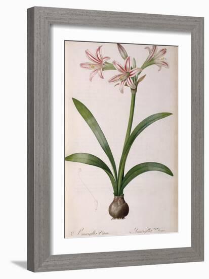 Amaryllis Vittata, from Les Liliacees Amaryllisees-Pierre-Joseph Redouté-Framed Giclee Print