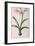 Amaryllis Vittata, from Les Liliacees Amaryllisees-Pierre-Joseph Redouté-Framed Giclee Print