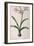 Amaryllis Vittata, from Les Liliacees Amaryllisees-Pierre-Joseph Redouté-Framed Giclee Print