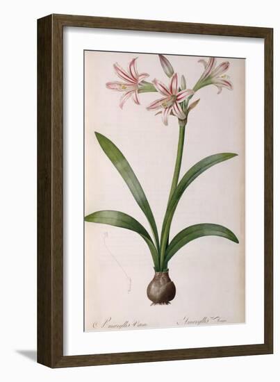 Amaryllis Vittata, from Les Liliacees Amaryllisees-Pierre-Joseph Redouté-Framed Giclee Print