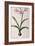 Amaryllis Vittata, from Les Liliacees Amaryllisees-Pierre-Joseph Redouté-Framed Giclee Print