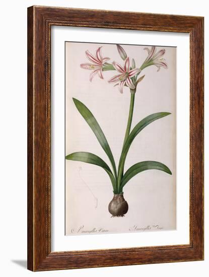 Amaryllis Vittata, from Les Liliacees Amaryllisees-Pierre-Joseph Redouté-Framed Giclee Print