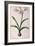 Amaryllis Vittata, from Les Liliacees Amaryllisees-Pierre-Joseph Redouté-Framed Giclee Print