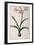 Amaryllis Vittata, from Les Liliacees Amaryllisees-Pierre-Joseph Redouté-Framed Giclee Print