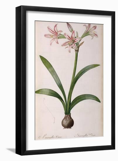 Amaryllis Vittata, from Les Liliacees Amaryllisees-Pierre-Joseph Redouté-Framed Giclee Print