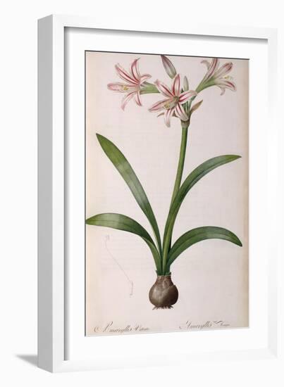 Amaryllis Vittata, from Les Liliacees Amaryllisees-Pierre-Joseph Redouté-Framed Giclee Print