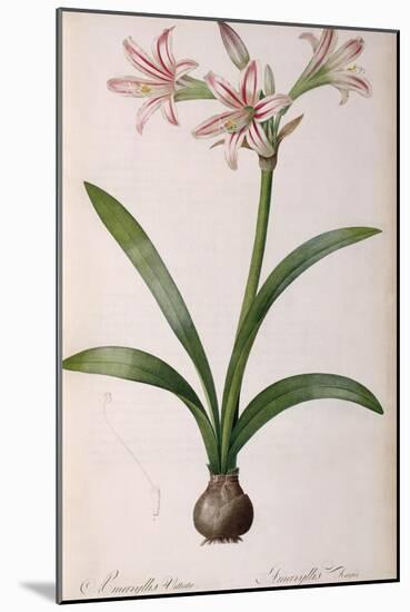 Amaryllis Vittata, from Les Liliacees Amaryllisees-Pierre-Joseph Redouté-Mounted Giclee Print