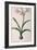 Amaryllis Vittata, from Les Liliacees Amaryllisees-Pierre-Joseph Redouté-Framed Giclee Print