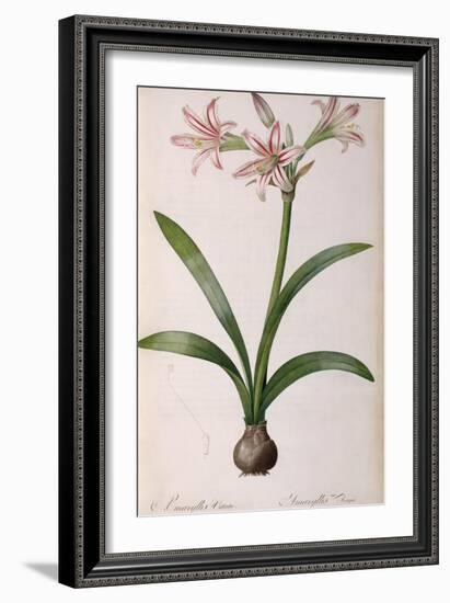 Amaryllis Vittata, from Les Liliacees Amaryllisees-Pierre-Joseph Redouté-Framed Giclee Print