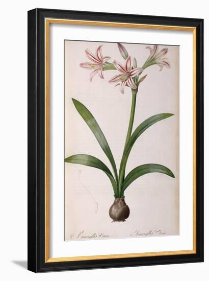 Amaryllis Vittata, from Les Liliacees Amaryllisees-Pierre-Joseph Redouté-Framed Giclee Print