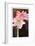 Amaryllis with Brown Background, 2015-John Keeling-Framed Giclee Print