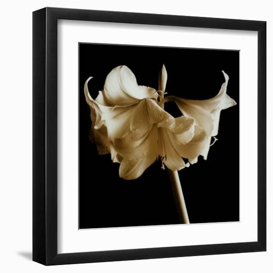 Amaryllis-Michael Harrison-Framed Art Print