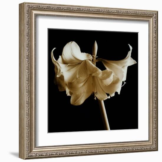 Amaryllis-Michael Harrison-Framed Art Print