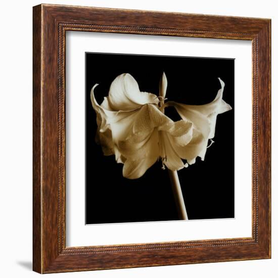 Amaryllis-Michael Harrison-Framed Art Print