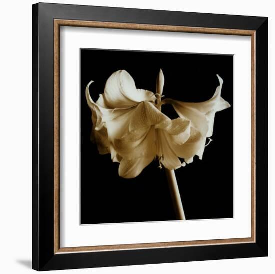 Amaryllis-Michael Harrison-Framed Art Print