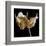 Amaryllis-Michael Harrison-Framed Art Print