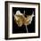 Amaryllis-Michael Harrison-Framed Art Print