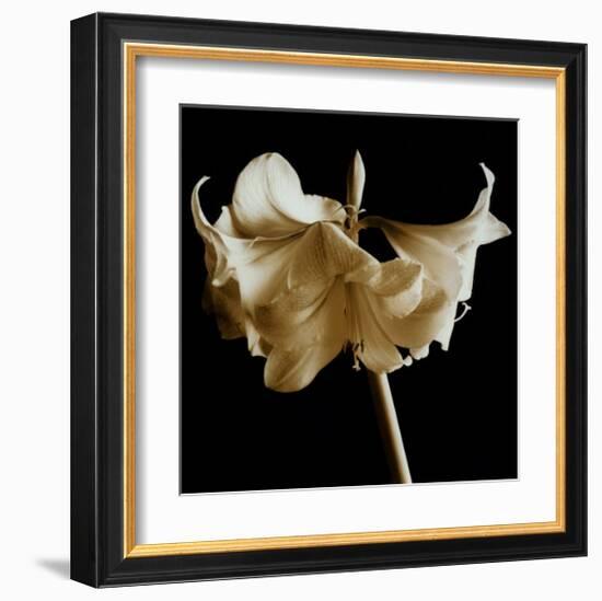 Amaryllis-Michael Harrison-Framed Art Print