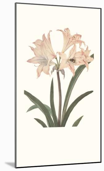 Amaryllis-Peter Brown-Mounted Art Print