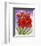 Amaryllis-Jane Edwards-Framed Art Print