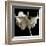 Amaryllis-Michael Harrison-Framed Giclee Print