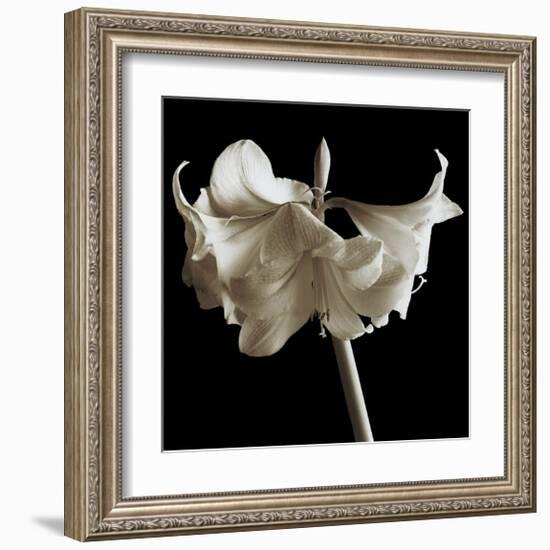 Amaryllis-Michael Harrison-Framed Giclee Print