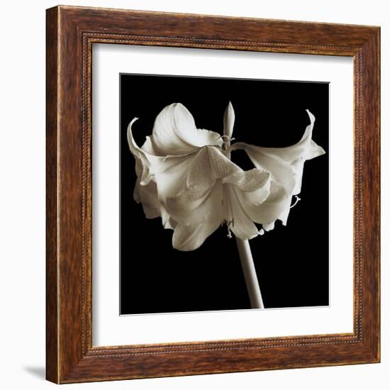 Amaryllis-Michael Harrison-Framed Giclee Print