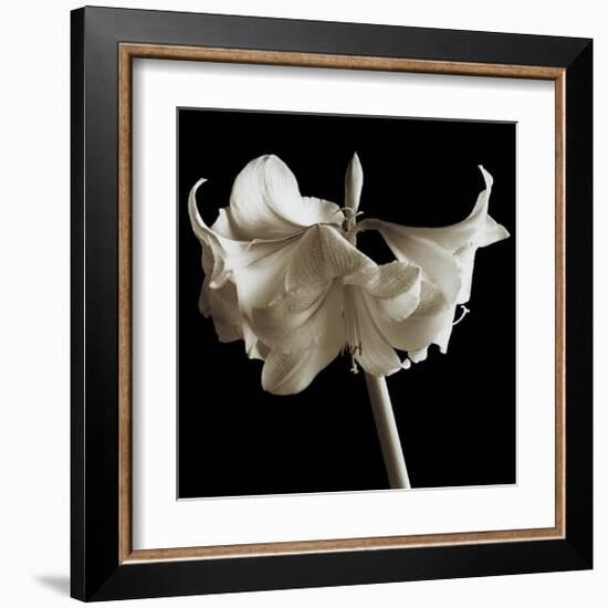 Amaryllis-Michael Harrison-Framed Giclee Print