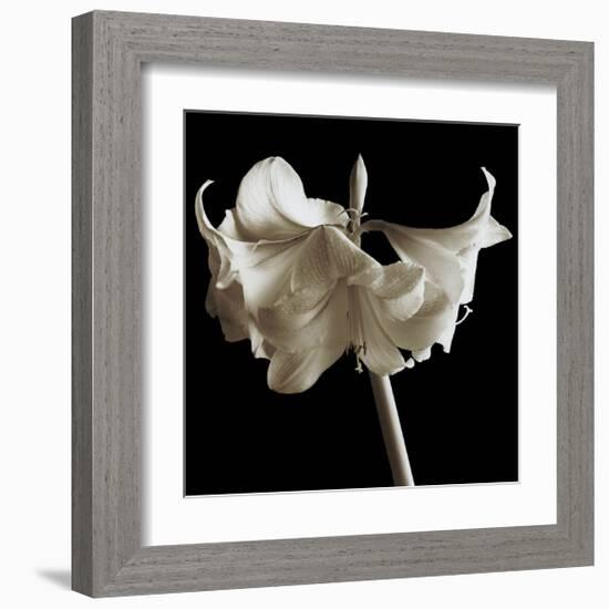 Amaryllis-Michael Harrison-Framed Giclee Print