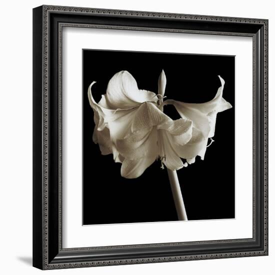 Amaryllis-Michael Harrison-Framed Giclee Print