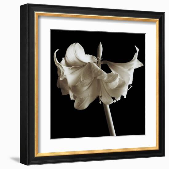 Amaryllis-Michael Harrison-Framed Giclee Print