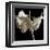 Amaryllis-Michael Harrison-Framed Giclee Print