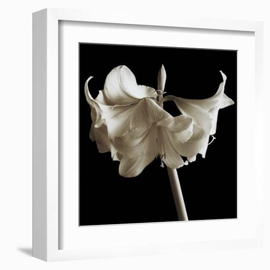 Amaryllis-Michael Harrison-Framed Giclee Print