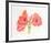 Amaryllis-Carol Ann Bolt-Framed Limited Edition