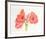 Amaryllis-Carol Ann Bolt-Framed Limited Edition