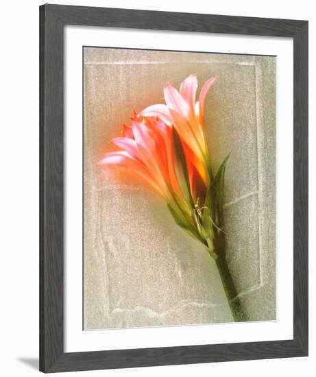 Amaryllis-Anonymus-Framed Art Print