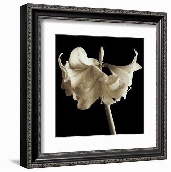 Amaryllis-Michael Harrison-Framed Art Print