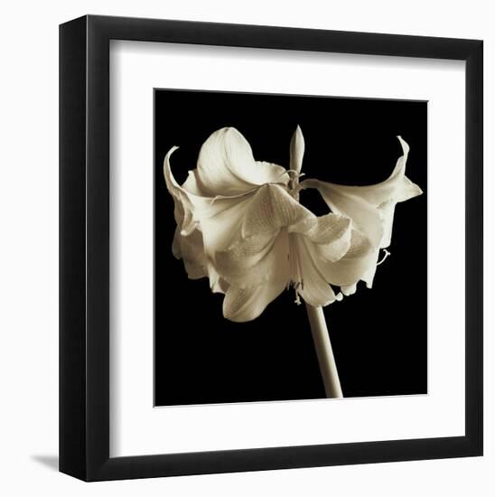 Amaryllis-Michael Harrison-Framed Art Print