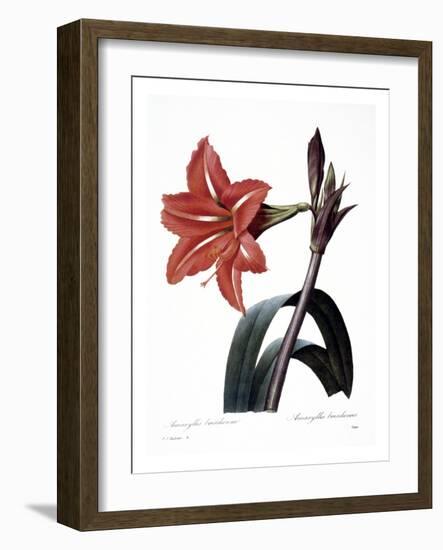 Amaryllis-null-Framed Giclee Print