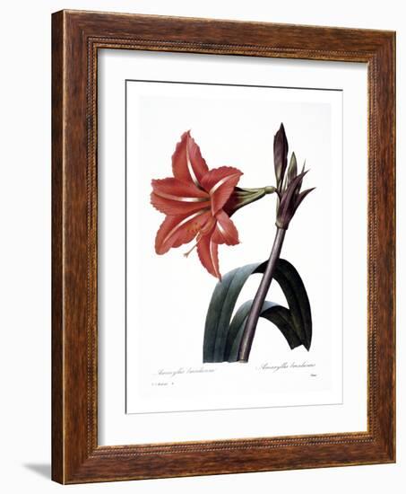 Amaryllis-null-Framed Giclee Print