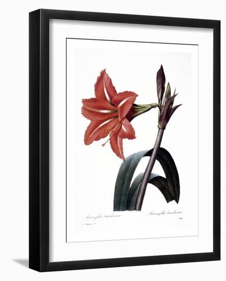 Amaryllis-null-Framed Giclee Print