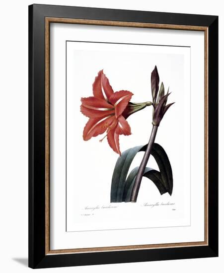 Amaryllis-null-Framed Giclee Print