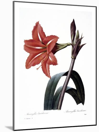 Amaryllis-null-Mounted Giclee Print