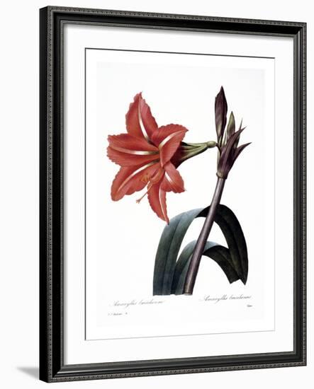 Amaryllis-null-Framed Giclee Print