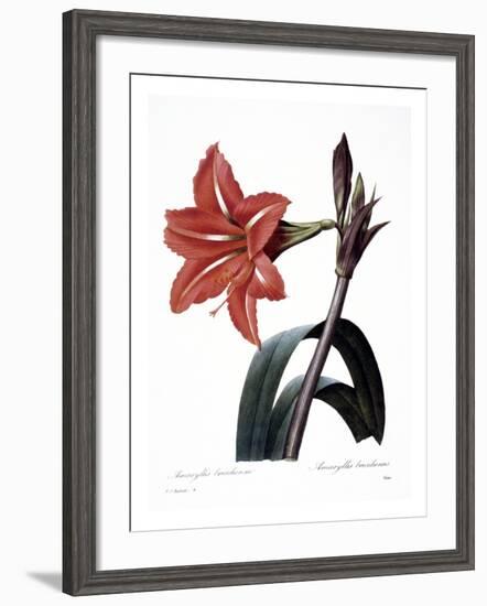 Amaryllis-null-Framed Giclee Print