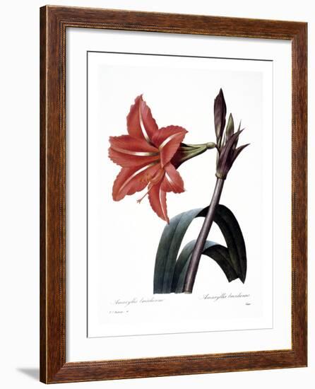 Amaryllis-null-Framed Giclee Print