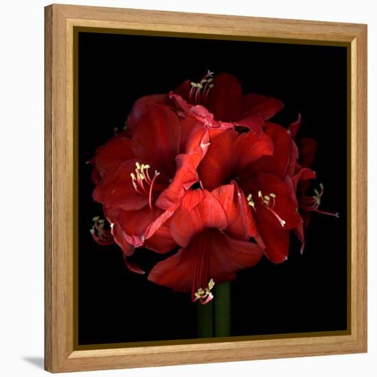 Amaryllis-Magda Indigo-Framed Premier Image Canvas