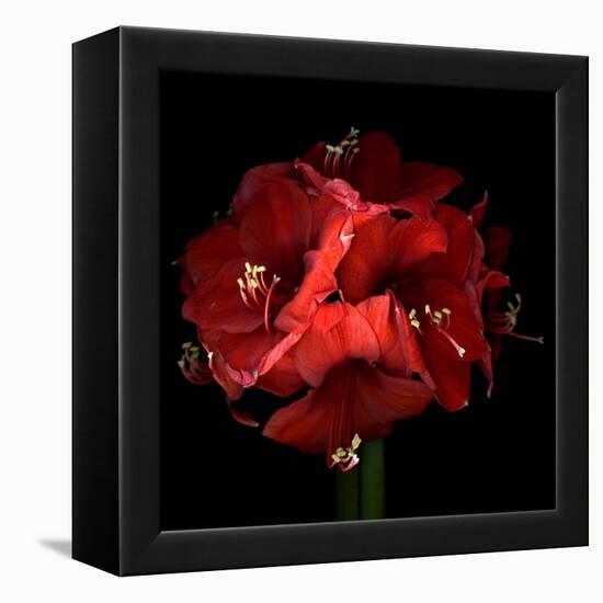 Amaryllis-Magda Indigo-Framed Premier Image Canvas